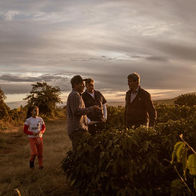 kaffefarmere i kaffeplantage i paraiso i solnedgang 