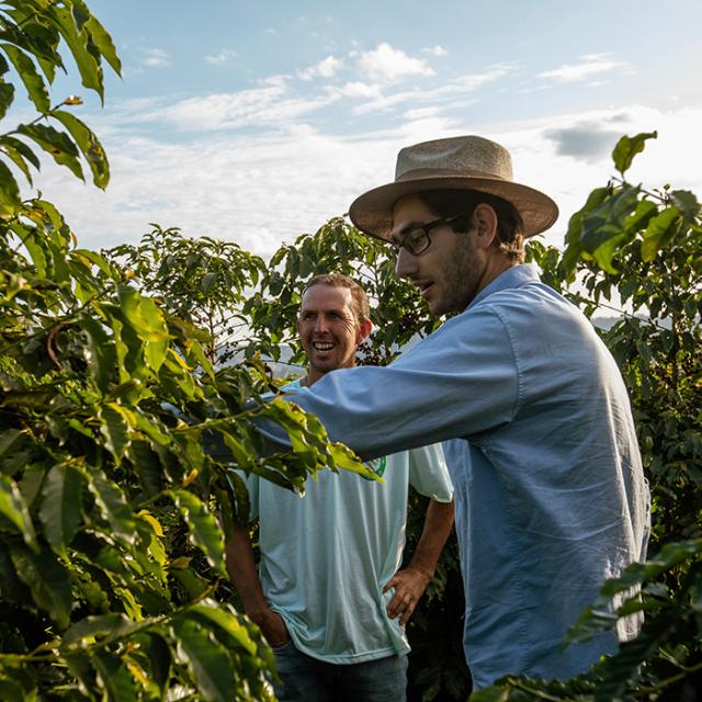 kaffefarmere i kaffeplantage i paraiso 