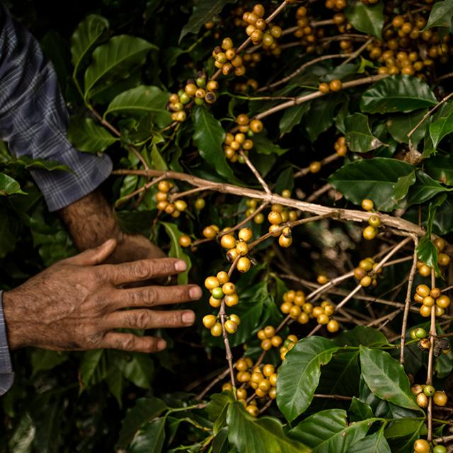 kaffeplante fra paraiso-området i Brasilien